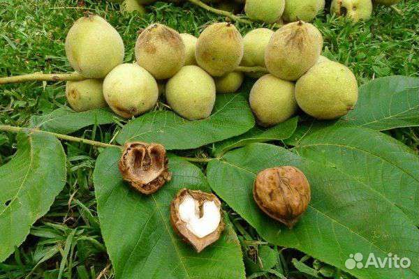 Саженцы -Орех Маньжурский
