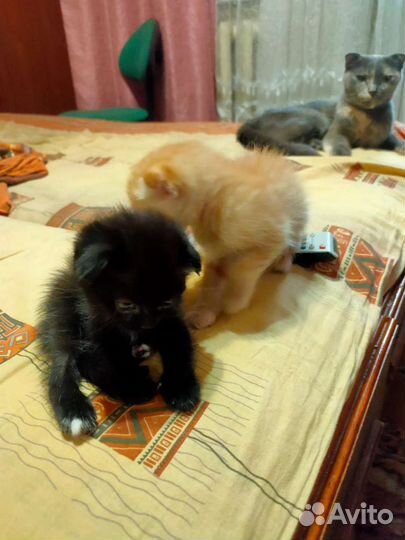 Котенок в добрые руки