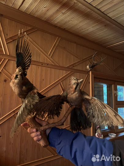 Чучела животных