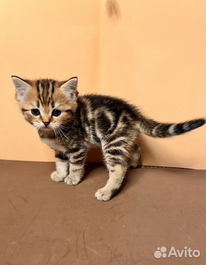 Шотландские прямоухие котята