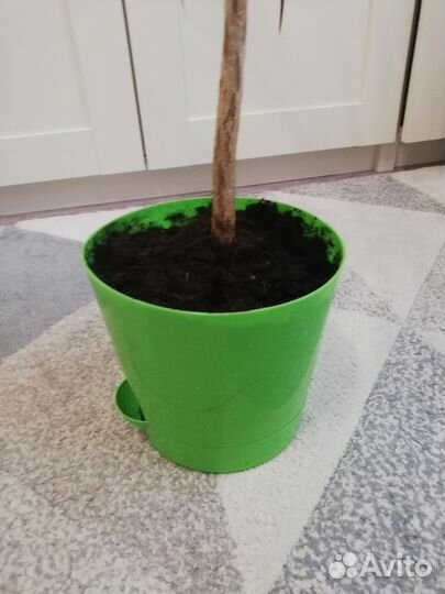 Пальма драцена в пластиковом кашпо