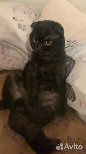 Отдам кота в добрые руки