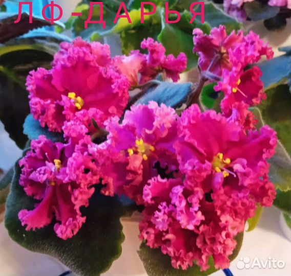 Детки сортовых фиалок