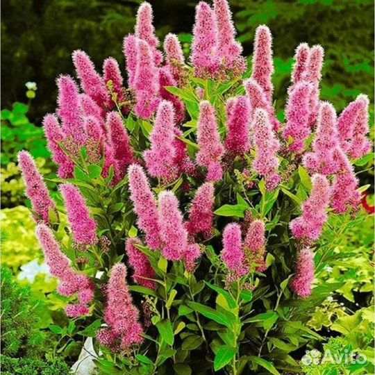 Спирея билларда