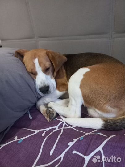 Передержка для Собак в Любящем Доме