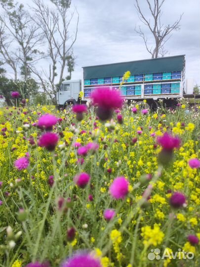 Мёд Расторопша+ Акация