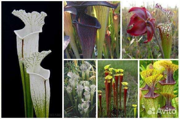 Семена Саррацении микс сортов