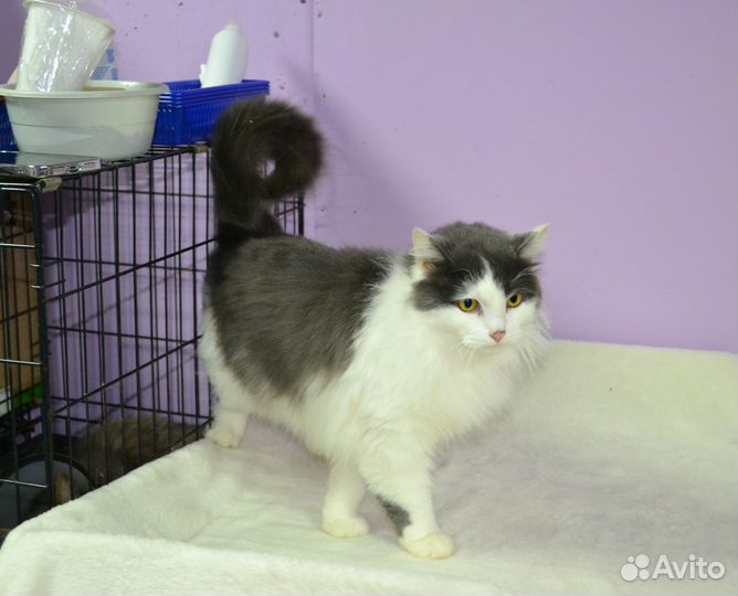 Пушистая кошечка