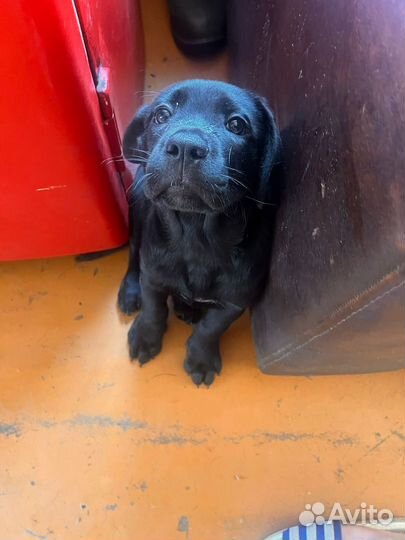 Собака в добрые руки метисы кане корсе и овчарка