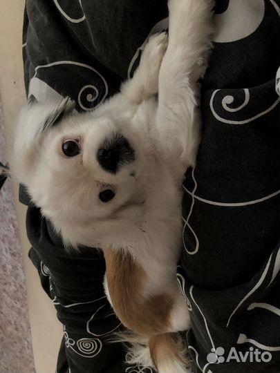 Вязка пекинес