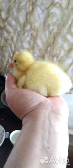 Яйцо гусиное