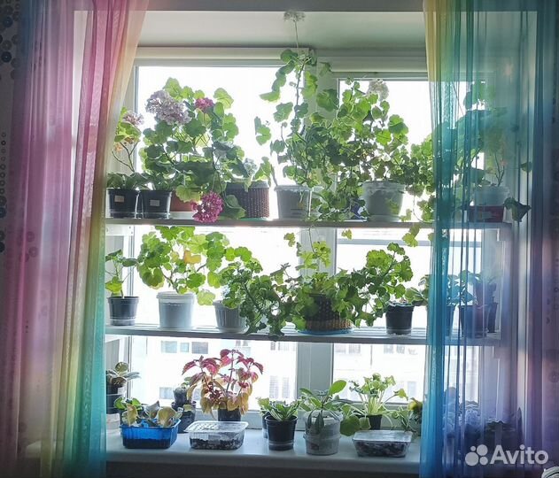 Комнатные цветы разные