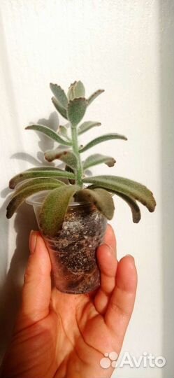 Каланхоэ войлочное (томентоза) суккулент