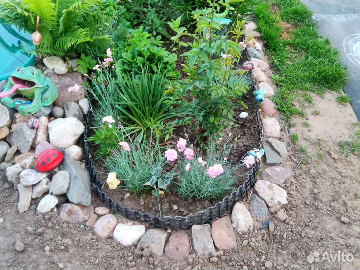 Гвоздика почвопокровная