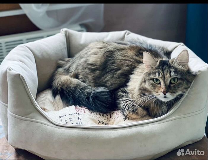 Лежанка для животных, обмен