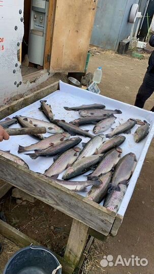 Форель Свежая