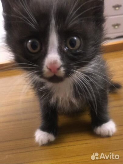 Котята в добрые руки даром