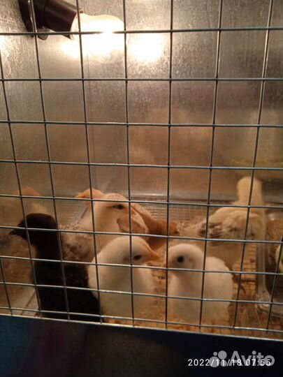 Суточные цыплята