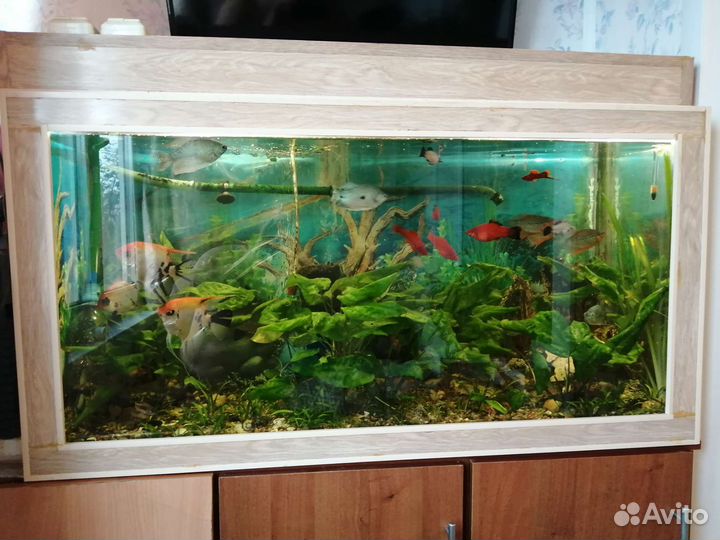 Аквариум