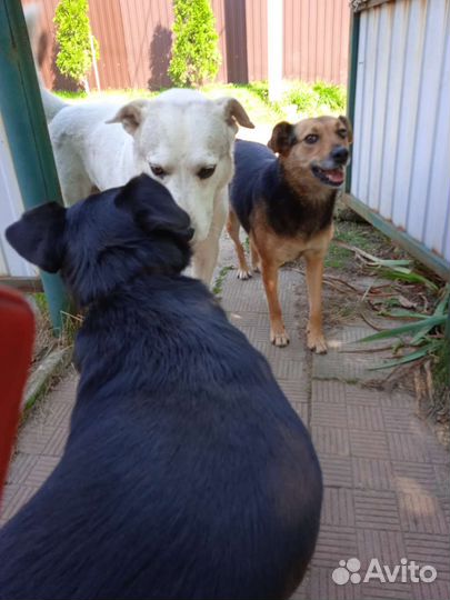 Улыбака в добрые руки