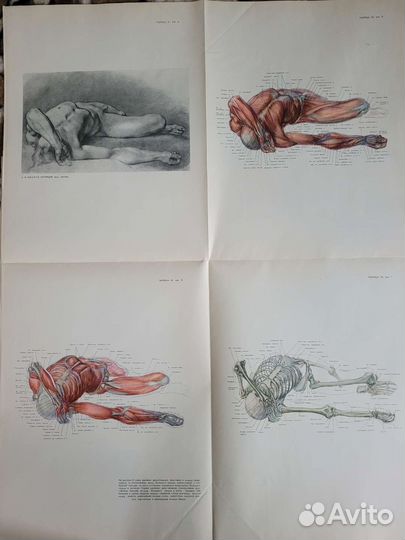 Рабинович М.Ц. Изображение человека,альбом и книга