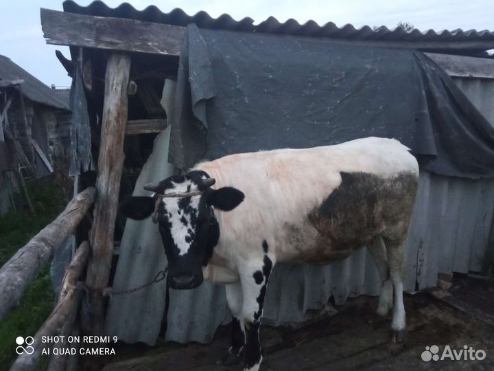 Корова телка