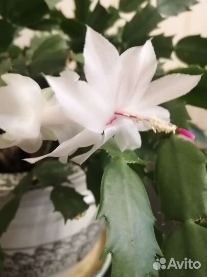 Декабрист шлюмбергера