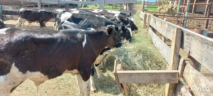 Бычки телята
