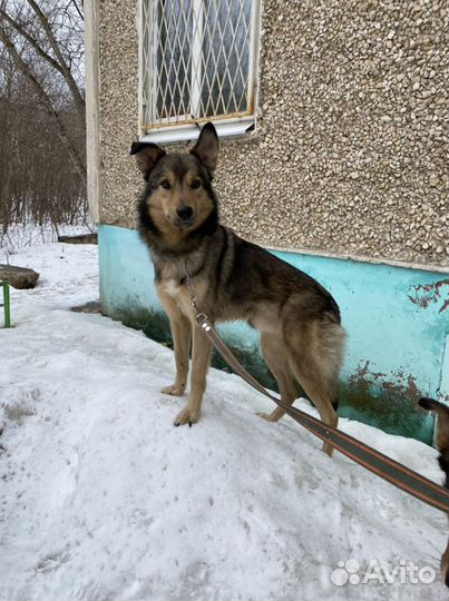 Пес Дик