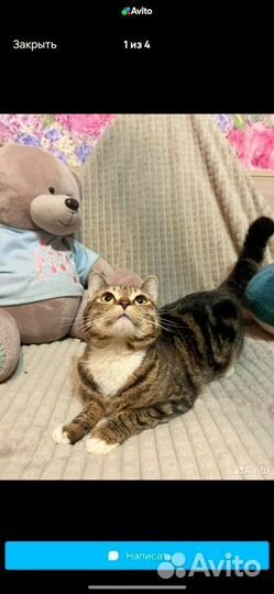 Кошечка приносящая удачу