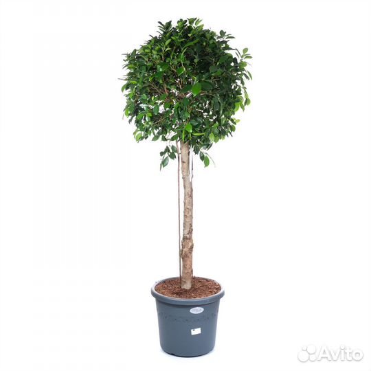 Высокие растения