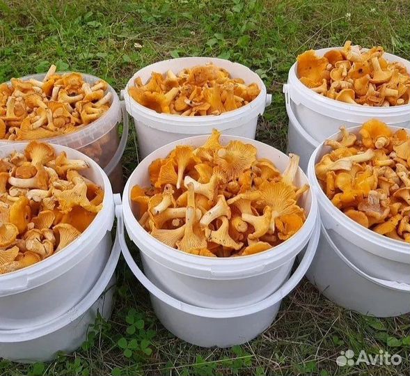 Грибы лисички