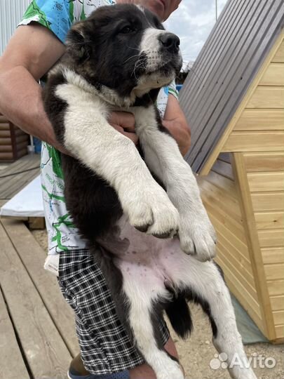 Щенки сао алабай