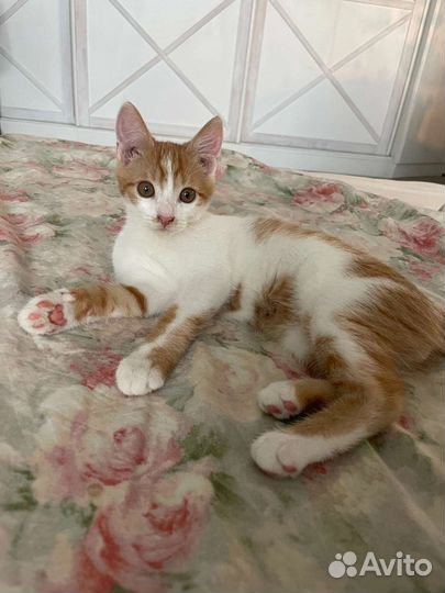 Котик 4 месяца