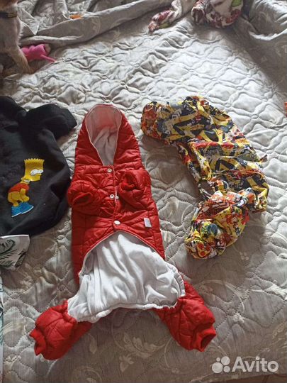 Одежда для собак