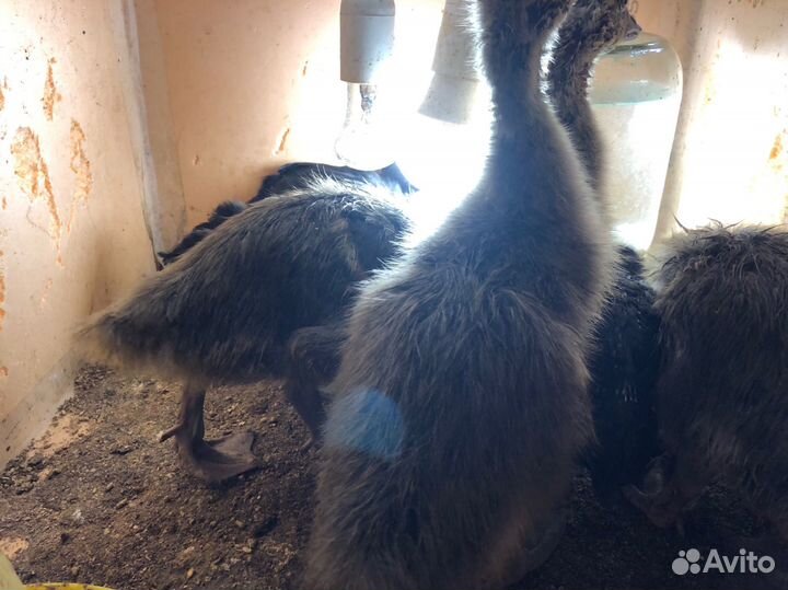 Семья гусей