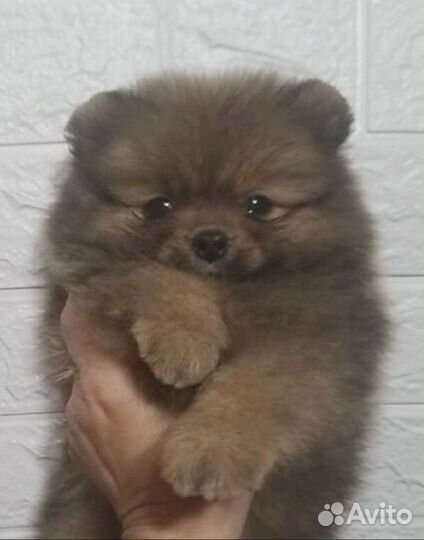 Толстолапый пушистик