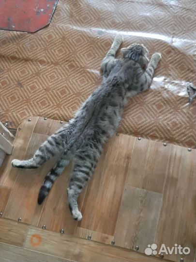 Кошка