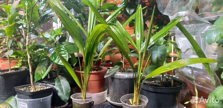 Пальма трахикарпус Форчуна Trachycarpus fortunei