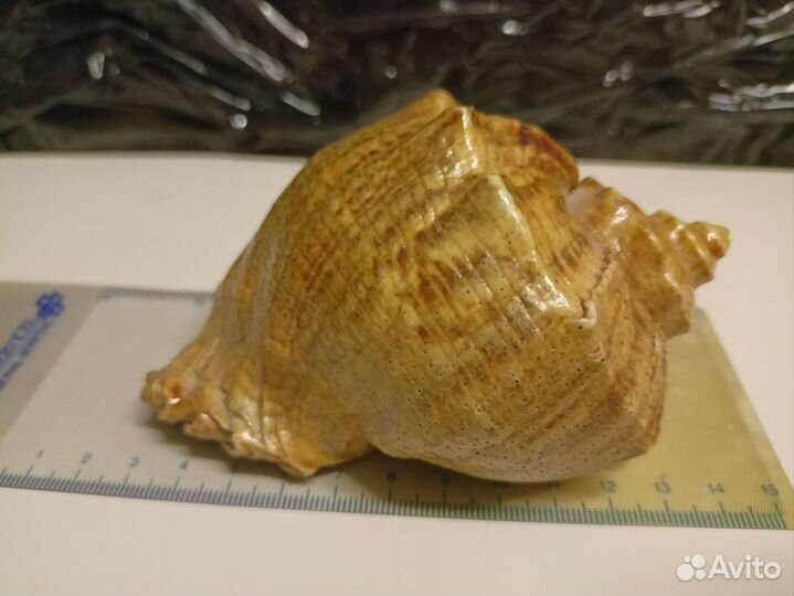 Ракушка морская большая