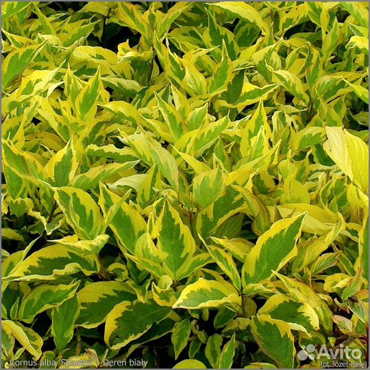 Белая сирень, декор. кустарники,девичий виноград