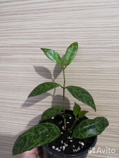 Комнатные цветы для Вас и Ваших близких