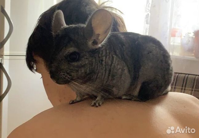 Шиншилла с клеткой