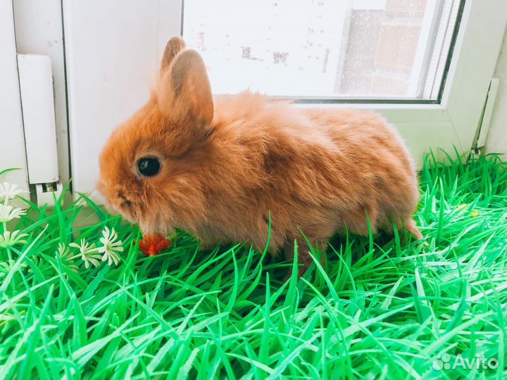 Мини карликовый кролик - редкий