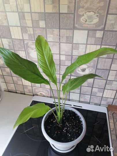 Спатифиллум (женское счастье)