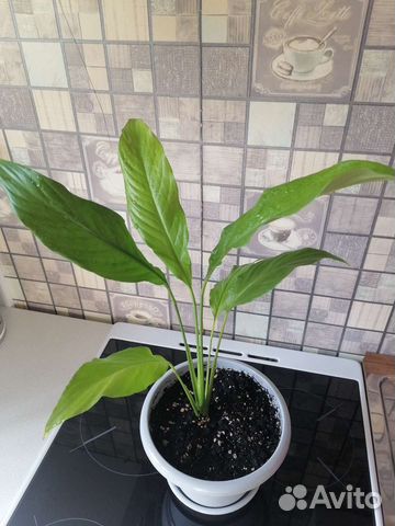 Спатифиллум (женское счастье)