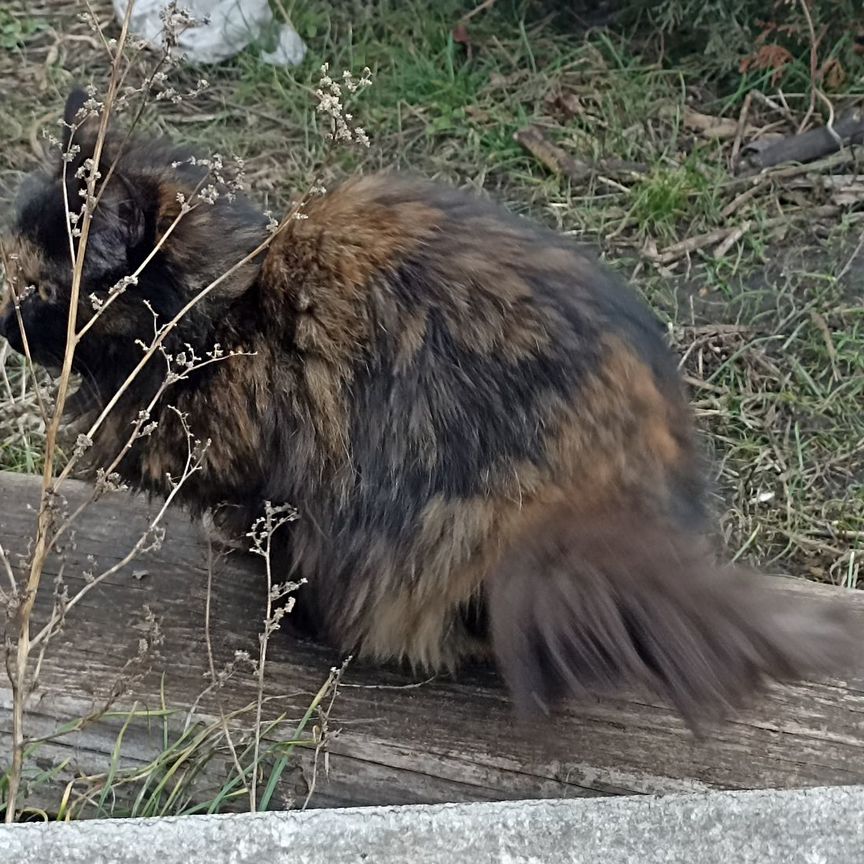 Кошка черепаховый окрас