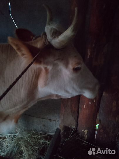 Корова молочная