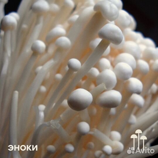 Мицелий Эноки. Семена грибов