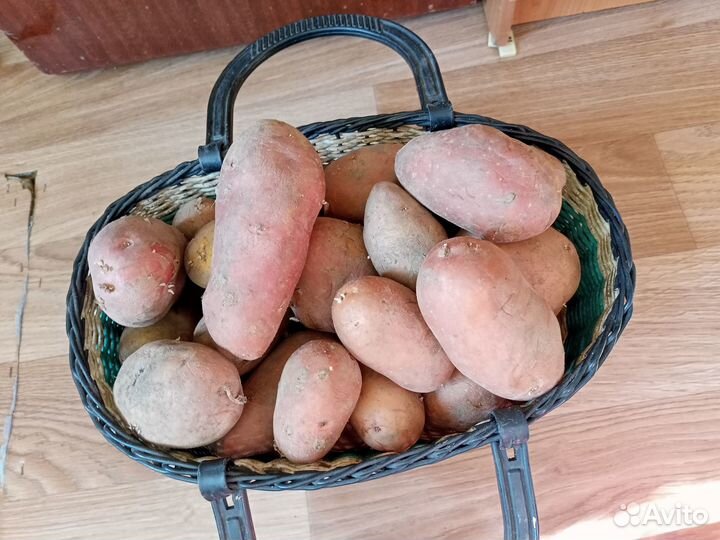 Картофель крупный